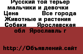 Русский той-терьер мальчики и девочки › Цена ­ 8 000 - Все города Животные и растения » Собаки   . Ярославская обл.,Ярославль г.